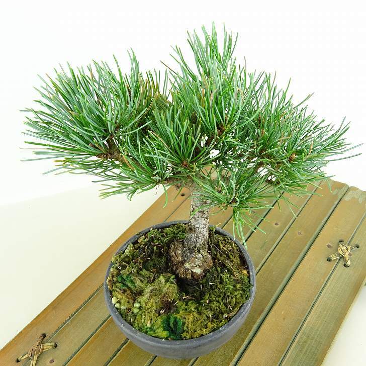 盆栽 松 五葉松 樹高 約13cm ごようまつ Pinus parviflora ゴヨウマツ マツ科 常緑針葉樹 観賞用 小品 l1151459151