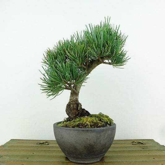 盆栽 松 五葉松 樹高 約17cm ごようまつ Pinus parviflora ゴヨウマツ マツ科 常緑針葉樹 観賞用 小品 p1151450330