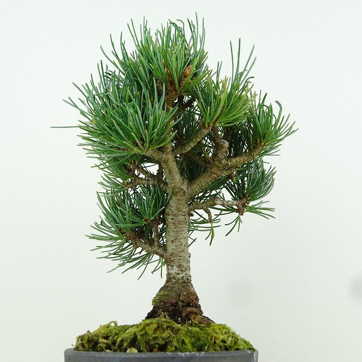 盆栽 松 五葉松 樹高 約17cm ごようまつ Pinus parviflora ゴヨウマツ マツ科 常緑針葉樹 観賞用 小品 p1151450330