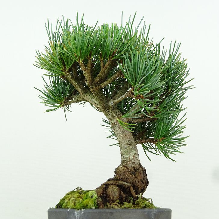 盆栽 松 五葉松 樹高 約17cm ごようまつ Pinus parviflora ゴヨウマツ マツ科 常緑針葉樹 観賞用 小品 p1151450330