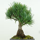 盆栽 松 五葉松 樹高 約17cm ごようまつ Pinus parviflora ゴヨウマツ マツ科 常緑針葉樹 観賞用 小品 p1151450330