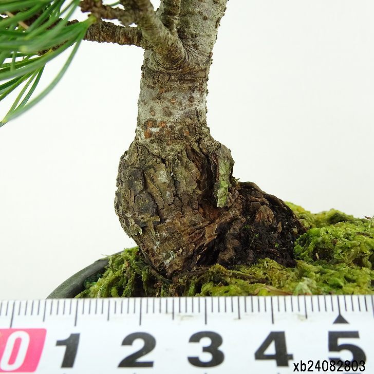 盆栽 松 五葉松 樹高 約17cm ごようまつ Pinus parviflora ゴヨウマツ マツ科 常緑針葉樹 観賞用 小品 p1151450330