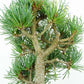 盆栽 松 五葉松 樹高 約17cm ごようまつ Pinus parviflora ゴヨウマツ マツ科 常緑針葉樹 観賞用 小品 p1151450330