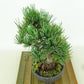 盆栽 松 五葉松 樹高 約17cm ごようまつ Pinus parviflora ゴヨウマツ マツ科 常緑針葉樹 観賞用 小品 p1151450330