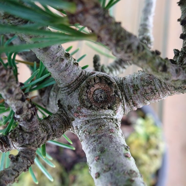 盆栽 松 五葉松 樹高 約17cm ごようまつ Pinus parviflora ゴヨウマツ マツ科 常緑針葉樹 観賞用 小品 p1151450330