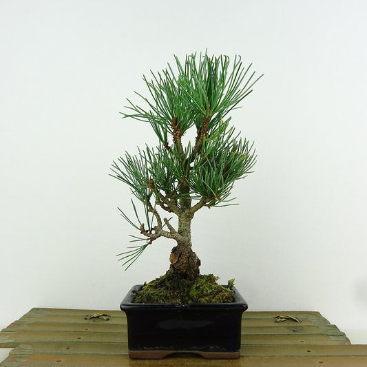 盆栽 松 五葉松 樹高 約18cm ごようまつ Pinus parviflora ゴヨウマツ マツ科 常緑針葉樹 観賞用 小品 f1151448377