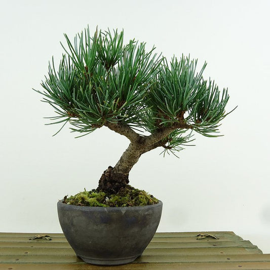 盆栽 松 五葉松 樹高 約13cm ごようまつ Pinus parviflora ゴヨウマツ マツ科 常緑針葉樹 観賞用 小品 f1151452489