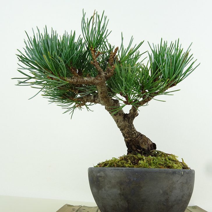 盆栽 松 五葉松 樹高 約13cm ごようまつ Pinus parviflora ゴヨウマツ マツ科 常緑針葉樹 観賞用 小品 f1151452489