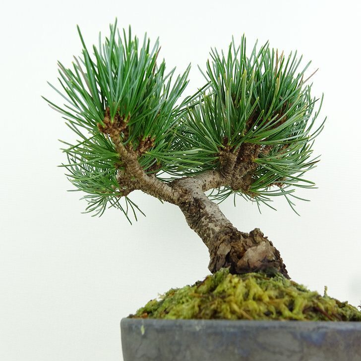 盆栽 松 五葉松 樹高 約13cm ごようまつ Pinus parviflora ゴヨウマツ マツ科 常緑針葉樹 観賞用 小品 f1151452489