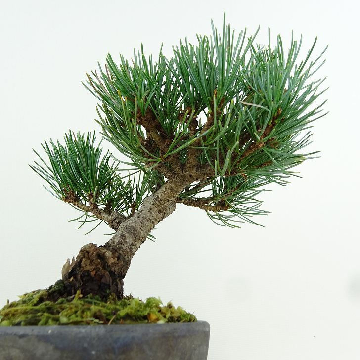 盆栽 松 五葉松 樹高 約13cm ごようまつ Pinus parviflora ゴヨウマツ マツ科 常緑針葉樹 観賞用 小品 f1151452489