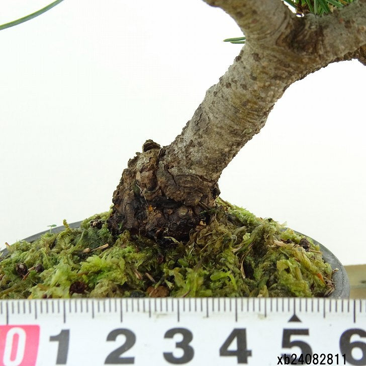 盆栽 松 五葉松 樹高 約13cm ごようまつ Pinus parviflora ゴヨウマツ マツ科 常緑針葉樹 観賞用 小品 f1151452489