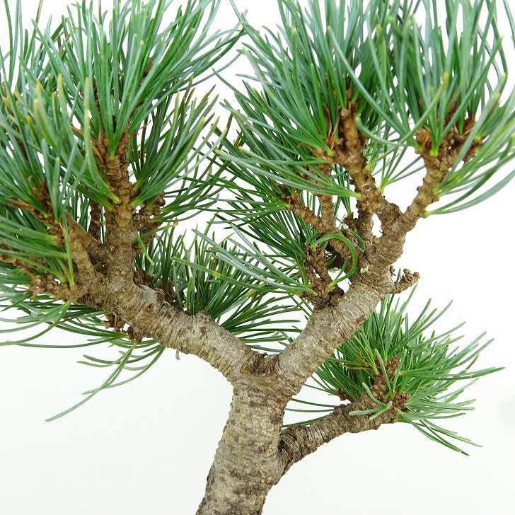 盆栽 松 五葉松 樹高 約13cm ごようまつ Pinus parviflora ゴヨウマツ マツ科 常緑針葉樹 観賞用 小品 f1151452489