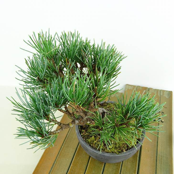 盆栽 松 五葉松 樹高 約13cm ごようまつ Pinus parviflora ゴヨウマツ マツ科 常緑針葉樹 観賞用 小品 f1151452489