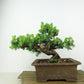 盆栽 杜松 樹高 約17cm としょう Juniperus rigida トショウ “ジン” ヒノキ科 常緑針葉樹 観賞用 小品 t1151451713