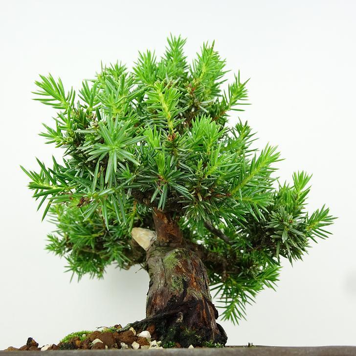 盆栽 杜松 樹高 約17cm としょう Juniperus rigida トショウ “ジン” ヒノキ科 常緑針葉樹 観賞用 小品 t1151451713