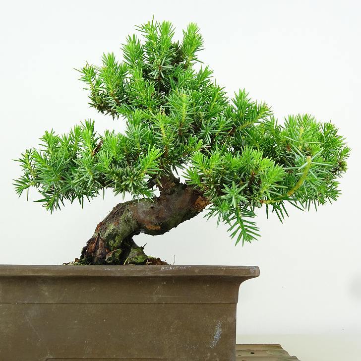 盆栽 杜松 樹高 約17cm としょう Juniperus rigida トショウ “ジン” ヒノキ科 常緑針葉樹 観賞用 小品 t1151451713