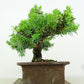 盆栽 杜松 樹高 約17cm としょう Juniperus rigida トショウ “ジン” ヒノキ科 常緑針葉樹 観賞用 小品 t1151451713