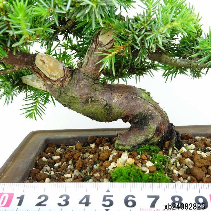 盆栽 杜松 樹高 約17cm としょう Juniperus rigida トショウ “ジン” ヒノキ科 常緑針葉樹 観賞用 小品 t1151451713