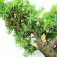 盆栽 杜松 樹高 約17cm としょう Juniperus rigida トショウ “ジン” ヒノキ科 常緑針葉樹 観賞用 小品 t1151451713