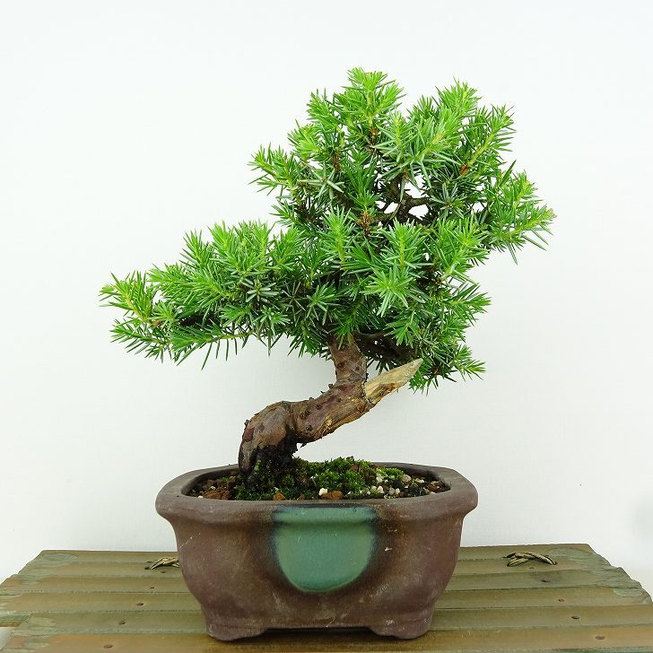 盆栽 杜松 樹高 約17cm としょう Juniperus rigida トショウ “ジン” ヒノキ科 常緑針葉樹 観賞用 小品 v1151469901