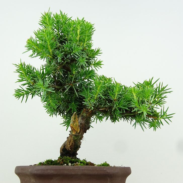 盆栽 杜松 樹高 約17cm としょう Juniperus rigida トショウ “ジン” ヒノキ科 常緑針葉樹 観賞用 小品 v1151469901