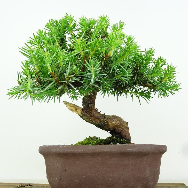 盆栽 杜松 樹高 約17cm としょう Juniperus rigida トショウ “ジン” ヒノキ科 常緑針葉樹 観賞用 小品 v1151469901