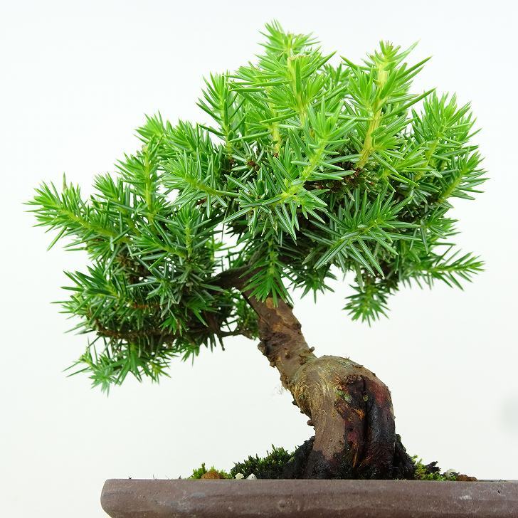 盆栽 杜松 樹高 約17cm としょう Juniperus rigida トショウ “ジン” ヒノキ科 常緑針葉樹 観賞用 小品 v1151469901