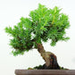 盆栽 杜松 樹高 約17cm としょう Juniperus rigida トショウ “ジン” ヒノキ科 常緑針葉樹 観賞用 小品 v1151469901