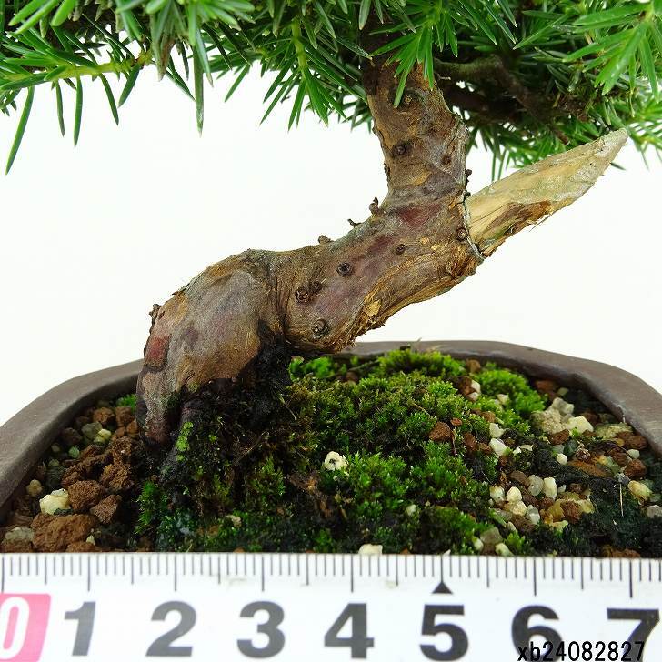 盆栽 杜松 樹高 約17cm としょう Juniperus rigida トショウ “ジン” ヒノキ科 常緑針葉樹 観賞用 小品 v1151469901