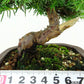 盆栽 杜松 樹高 約17cm としょう Juniperus rigida トショウ “ジン” ヒノキ科 常緑針葉樹 観賞用 小品 v1151469901