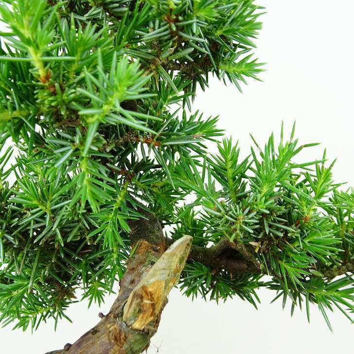 盆栽 杜松 樹高 約17cm としょう Juniperus rigida トショウ “ジン” ヒノキ科 常緑針葉樹 観賞用 小品 v1151469901