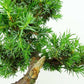 盆栽 杜松 樹高 約17cm としょう Juniperus rigida トショウ “ジン” ヒノキ科 常緑針葉樹 観賞用 小品 v1151469901