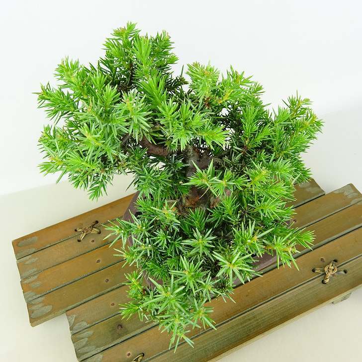 盆栽 杜松 樹高 約17cm としょう Juniperus rigida トショウ “ジン” ヒノキ科 常緑針葉樹 観賞用 小品 v1151469901