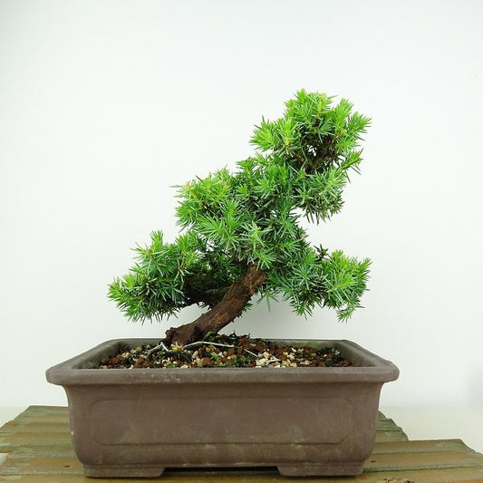 盆栽 杜松 樹高 約17cm としょう Juniperus rigida トショウ “ジン” ヒノキ科 常緑針葉樹 観賞用 小品 x1151458159