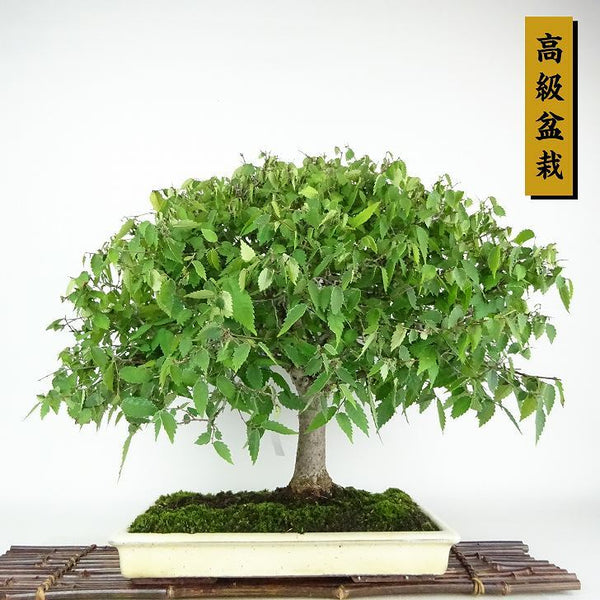 盆栽 欅 樹高 約45cm けやき Zelkova serrata ケヤキ 紅葉 ニレ科 ケヤキ属 落葉樹 観賞用 h1152419683