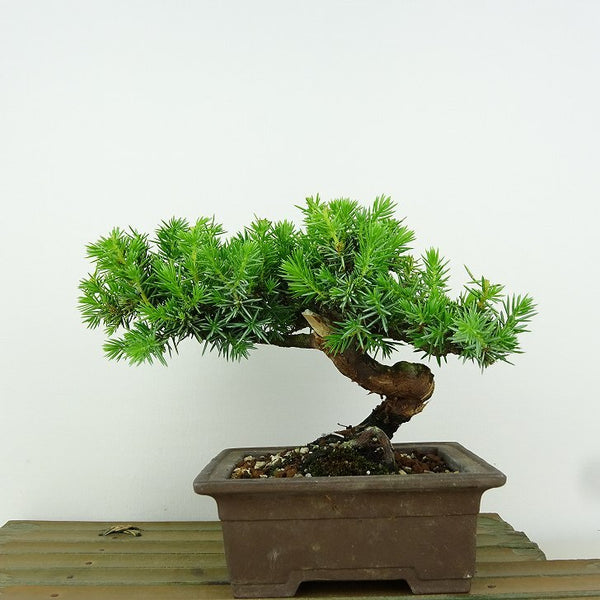 盆栽 杜松 樹高 約12cm としょう Juniperus rigida トショウ “ジン” ヒノキ科 常緑針葉樹 観賞用 小品 p1152853974