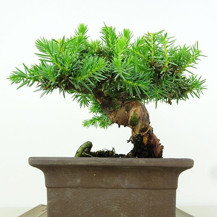 盆栽 杜松 樹高 約12cm としょう Juniperus rigida トショウ “ジン” ヒノキ科 常緑針葉樹 観賞用 小品 p1152853974