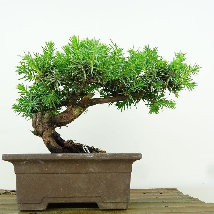 盆栽 杜松 樹高 約12cm としょう Juniperus rigida トショウ “ジン” ヒノキ科 常緑針葉樹 観賞用 小品 p1152853974