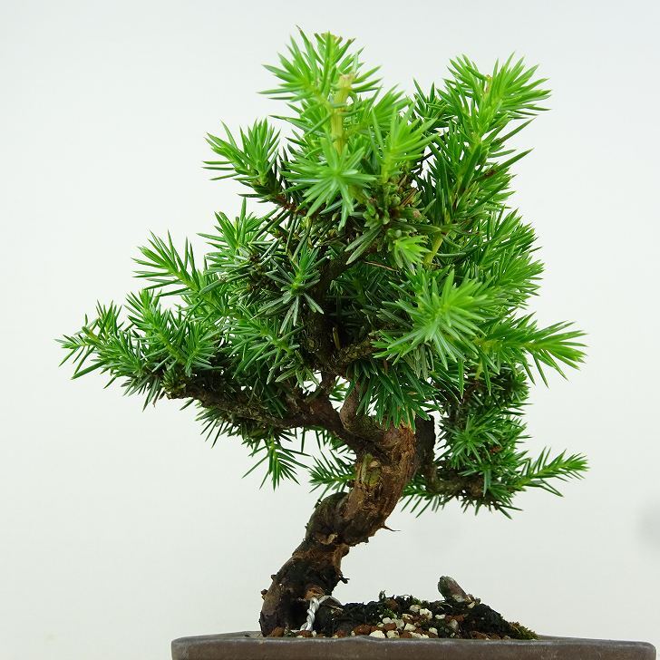 盆栽 杜松 樹高 約12cm としょう Juniperus rigida トショウ “ジン” ヒノキ科 常緑針葉樹 観賞用 小品 p1152853974