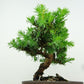 盆栽 杜松 樹高 約12cm としょう Juniperus rigida トショウ “ジン” ヒノキ科 常緑針葉樹 観賞用 小品 p1152853974