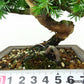 盆栽 杜松 樹高 約12cm としょう Juniperus rigida トショウ “ジン” ヒノキ科 常緑針葉樹 観賞用 小品 p1152853974