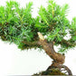 盆栽 杜松 樹高 約12cm としょう Juniperus rigida トショウ “ジン” ヒノキ科 常緑針葉樹 観賞用 小品 p1152853974