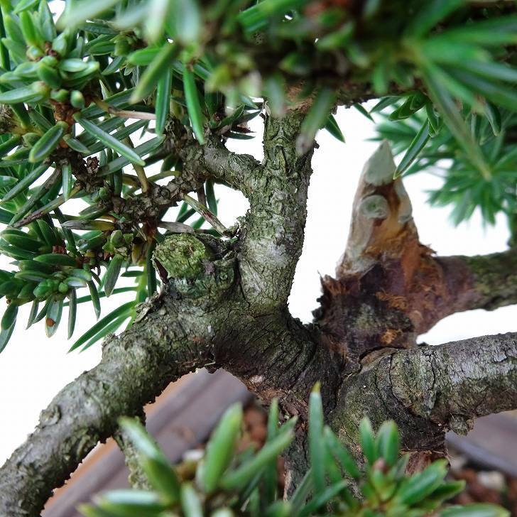 盆栽 杜松 樹高 約12cm としょう Juniperus rigida トショウ “ジン” ヒノキ科 常緑針葉樹 観賞用 小品 p1152853974