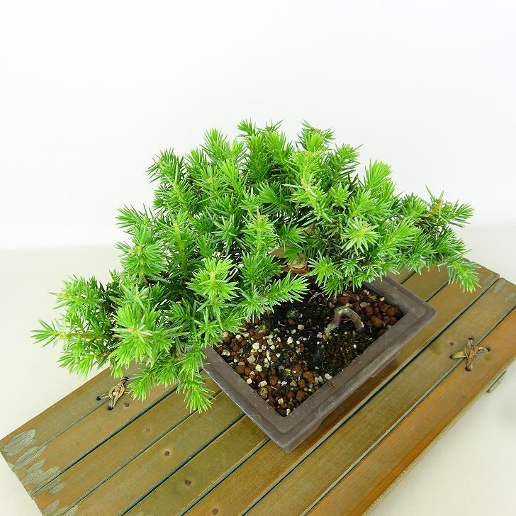 盆栽 杜松 樹高 約12cm としょう Juniperus rigida トショウ “ジン” ヒノキ科 常緑針葉樹 観賞用 小品 p1152853974