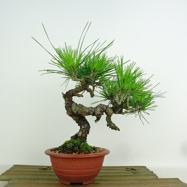 盆栽 松 赤松 樹高 約20cm あかまつ Pinus densiflora アカマツ red pine マツ科 常緑樹 観賞用 小品 k1152857681