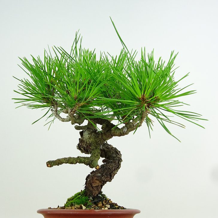 盆栽 松 赤松 樹高 約20cm あかまつ Pinus densiflora アカマツ red pine マツ科 常緑樹 観賞用 小品 k1152857681