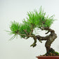 盆栽 松 赤松 樹高 約20cm あかまつ Pinus densiflora アカマツ red pine マツ科 常緑樹 観賞用 小品 k1152857681