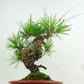 盆栽 松 赤松 樹高 約20cm あかまつ Pinus densiflora アカマツ red pine マツ科 常緑樹 観賞用 小品 k1152857681