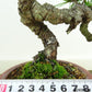 盆栽 松 赤松 樹高 約20cm あかまつ Pinus densiflora アカマツ red pine マツ科 常緑樹 観賞用 小品 k1152857681