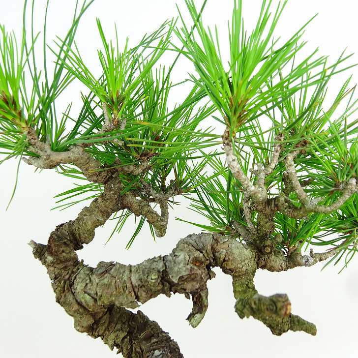 盆栽 松 赤松 樹高 約20cm あかまつ Pinus densiflora アカマツ red pine マツ科 常緑樹 観賞用 小品 k1152857681